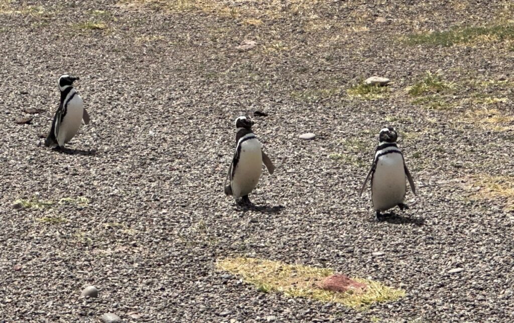 Pinguini di Magellano